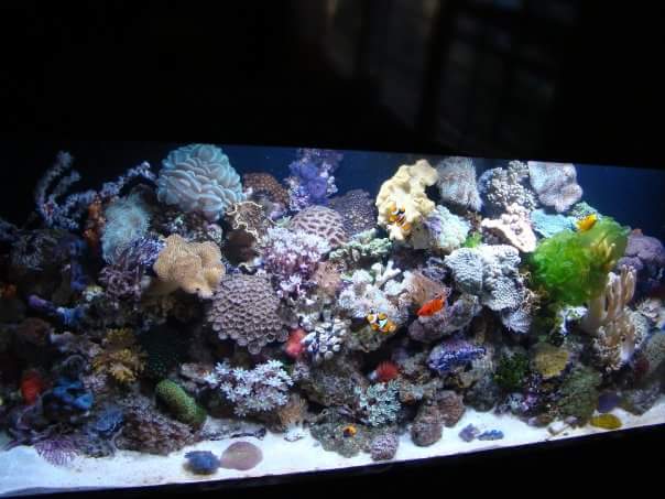 Reef and shells 